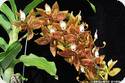 Cycnoches Jumbo Coop Orea x Jumbo Dragon Beat